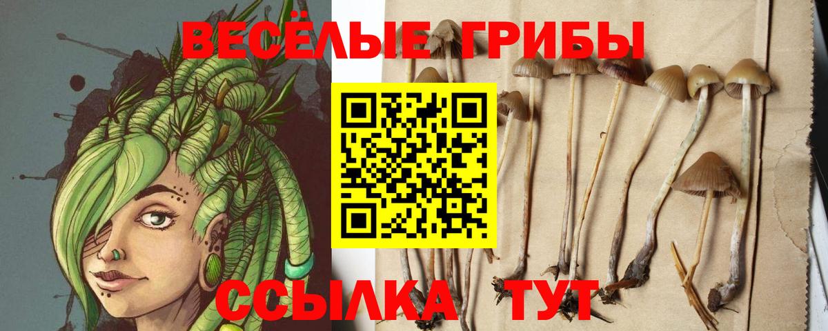 Псилоцибиновые грибы Psilocybe  Вход с VPN  Великие Луки 